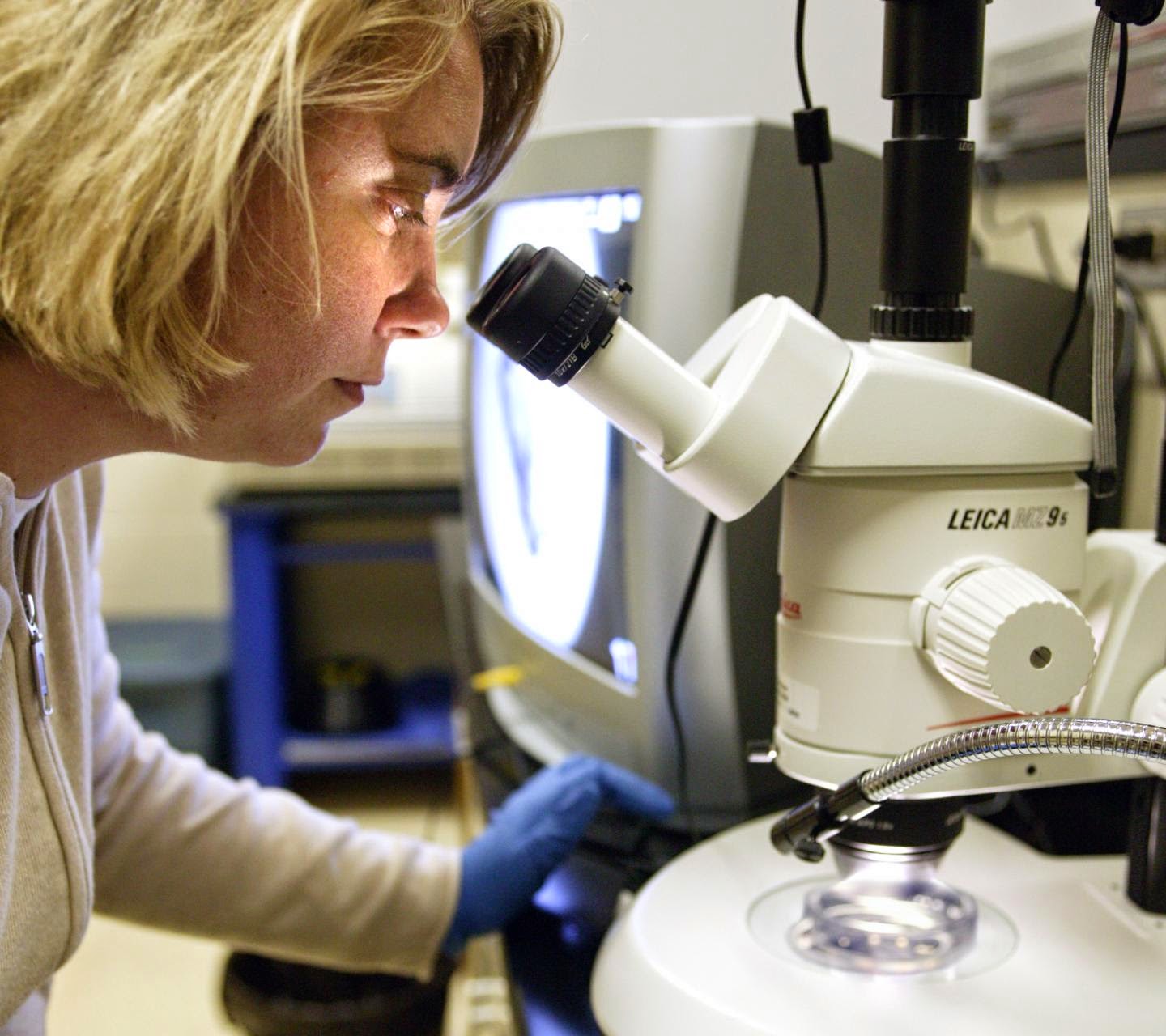Diabetes drug found in freshwater is a potential cause of intersex fish Diabetes drug found in freshwater is a potential cause of intersex fish