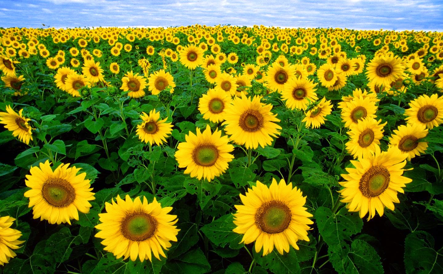 Vitamin E Important to Brain Health, Preventing Alzheimer’s