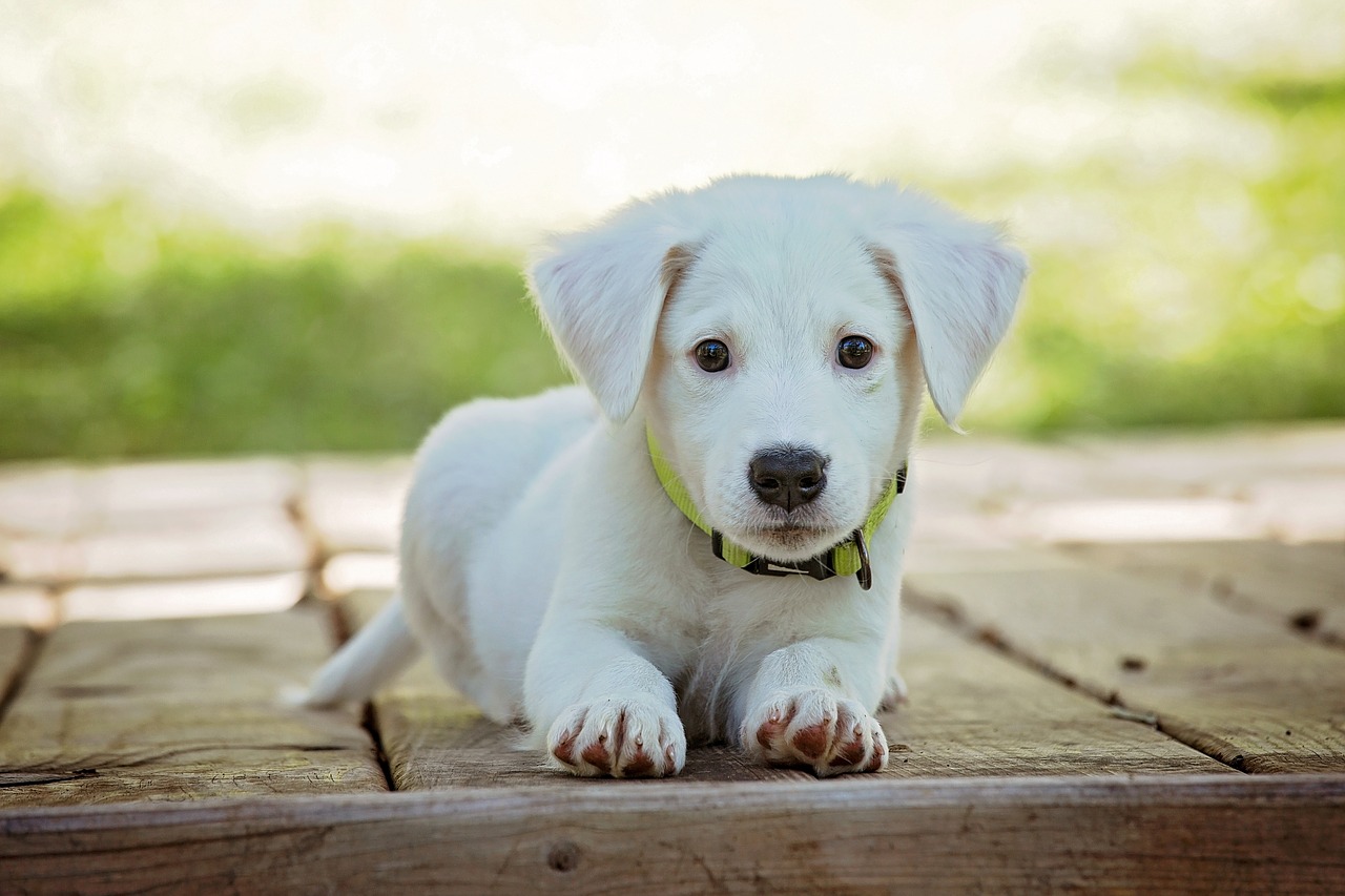 Healthcare for Fido Is Becoming Breed-Specific