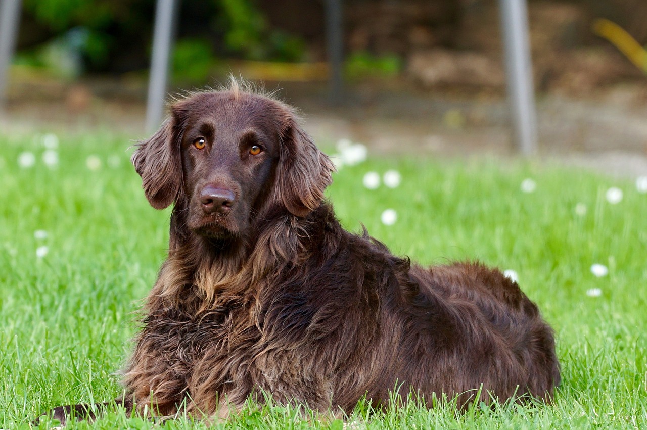 4 Warning Signs that You or Your Pet May Have Cancer