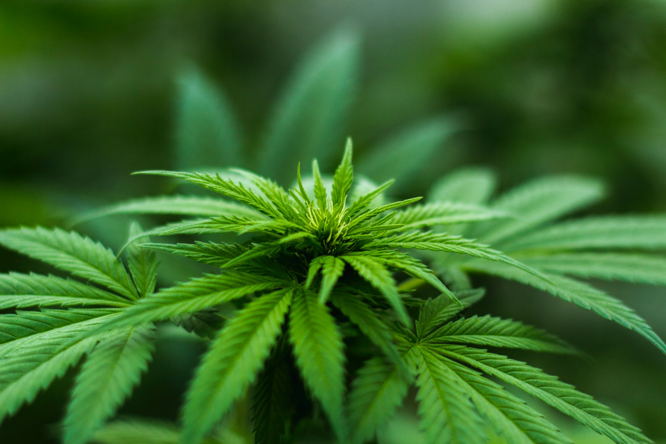 Everything You Need to Know Before You Buy Cannabis Oil Everything You Need to Know Before You Buy Cannabis Oil