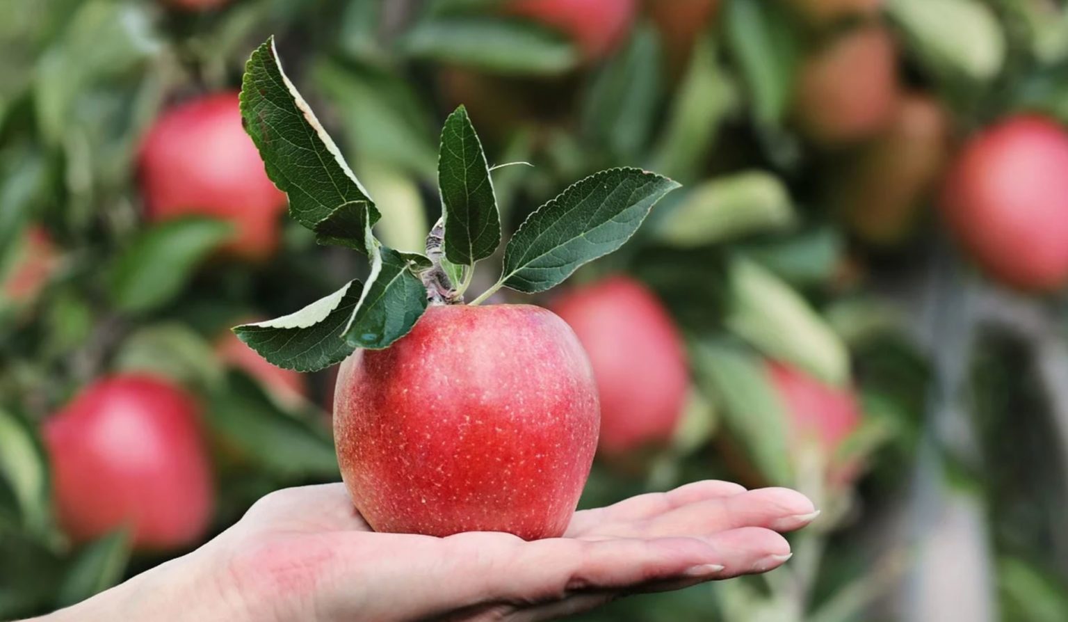 How To Start A Fruit Orchard