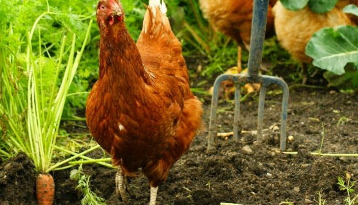 Garden_Hen-wiki