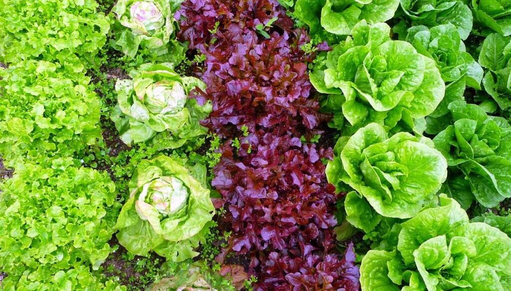 mixed-farming1