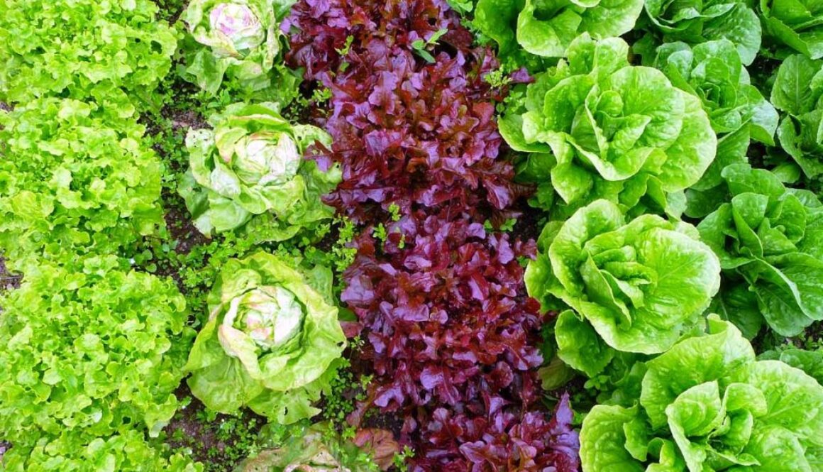 mixed-farming1