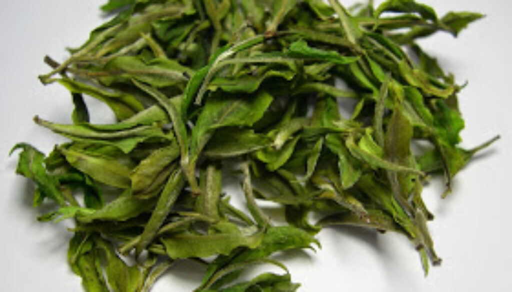 Darjeeling_White_Tea
