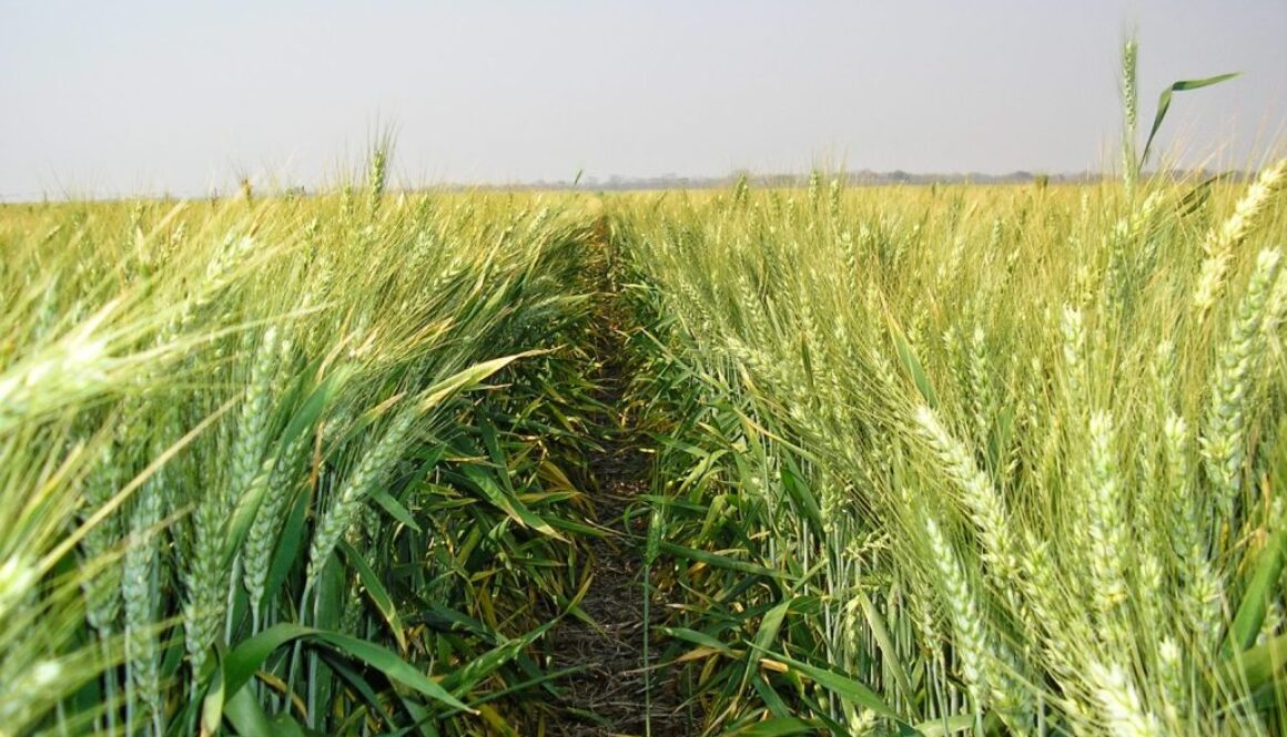 Irrigated_Wheat_field