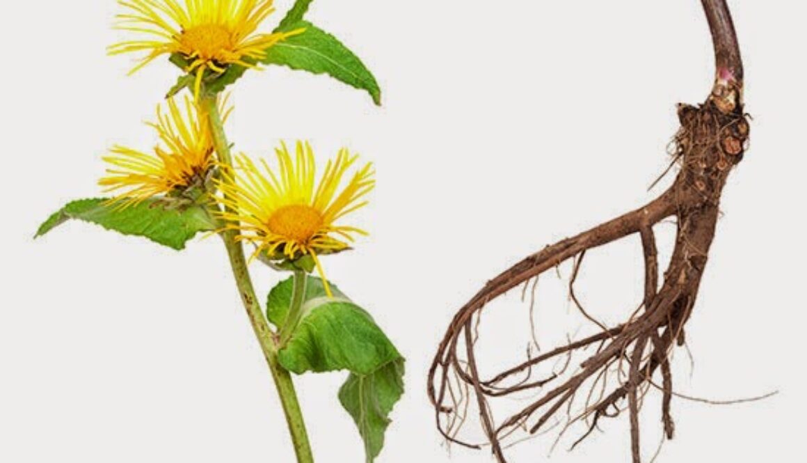 elecampane2