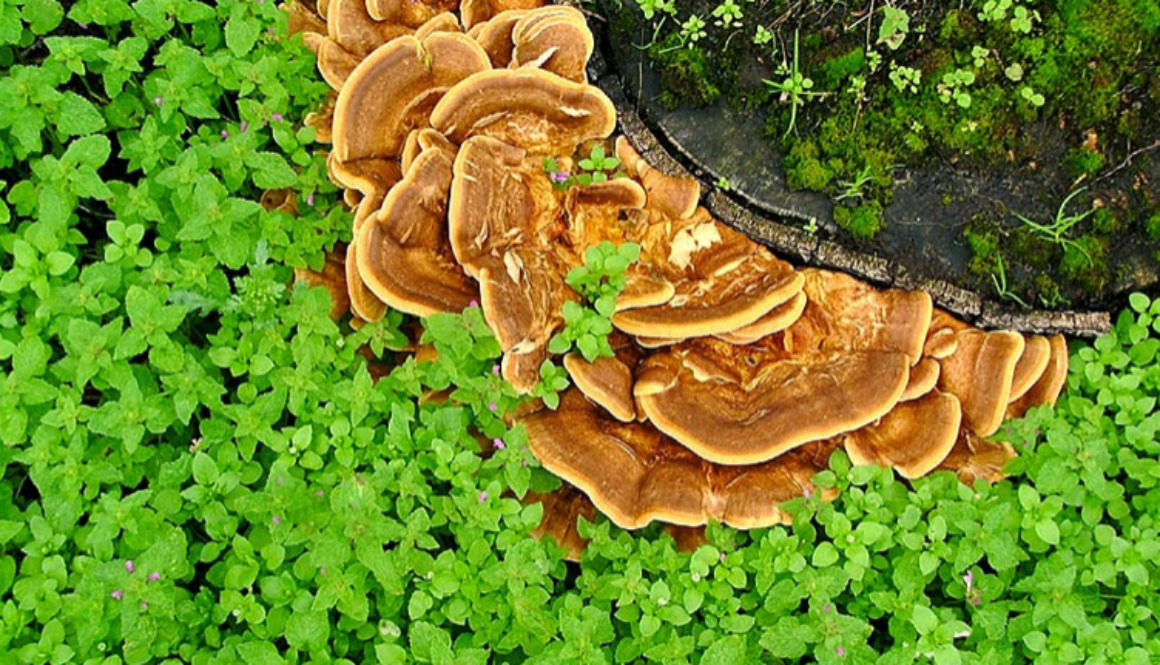 mushrooms