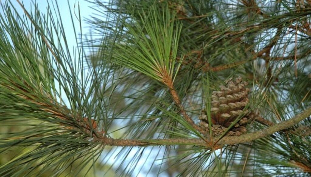 Loblolly-Pine-602x363
