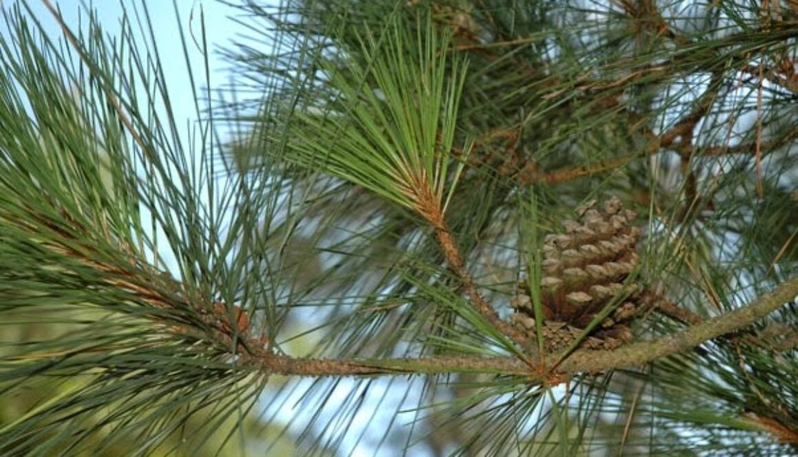 Loblolly-Pine-602x363