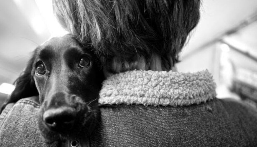 doggie