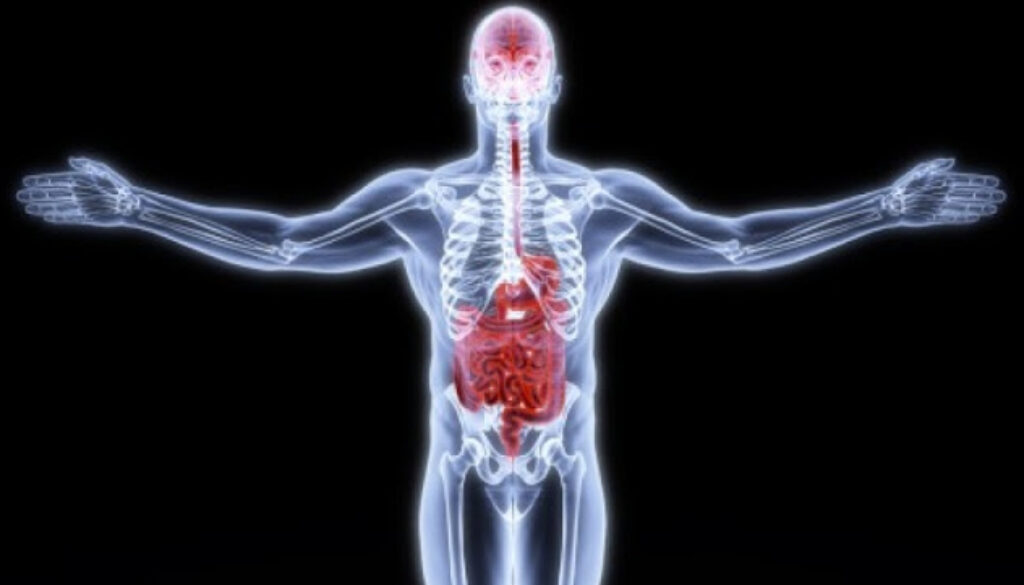 Gut-and-Brain