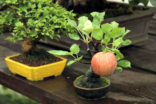 Grow Full Size Fruits In a Fraction Of The Area With Bonsai Trees