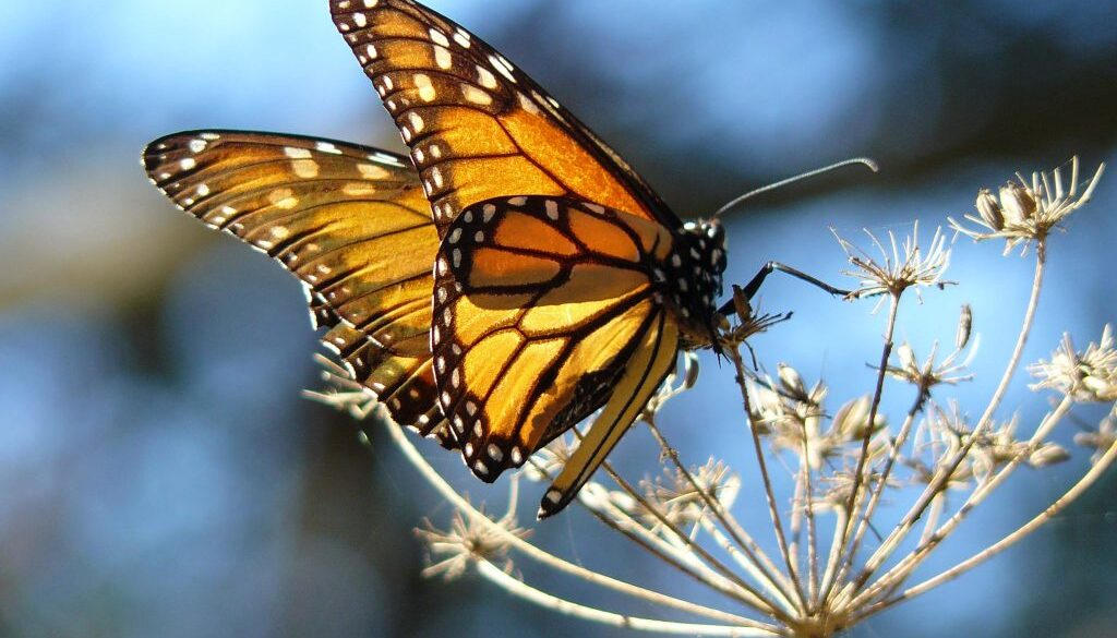 Monarch_Butterfly_resting_on_fennel,_at_the_Pismo_Butterfly_Grove,_California