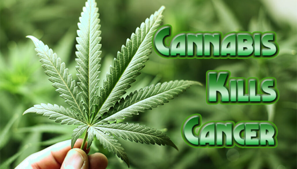 cannabis-kills-cancer-article