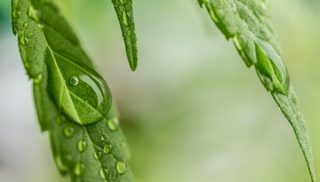 cannabis-1062904_960_720