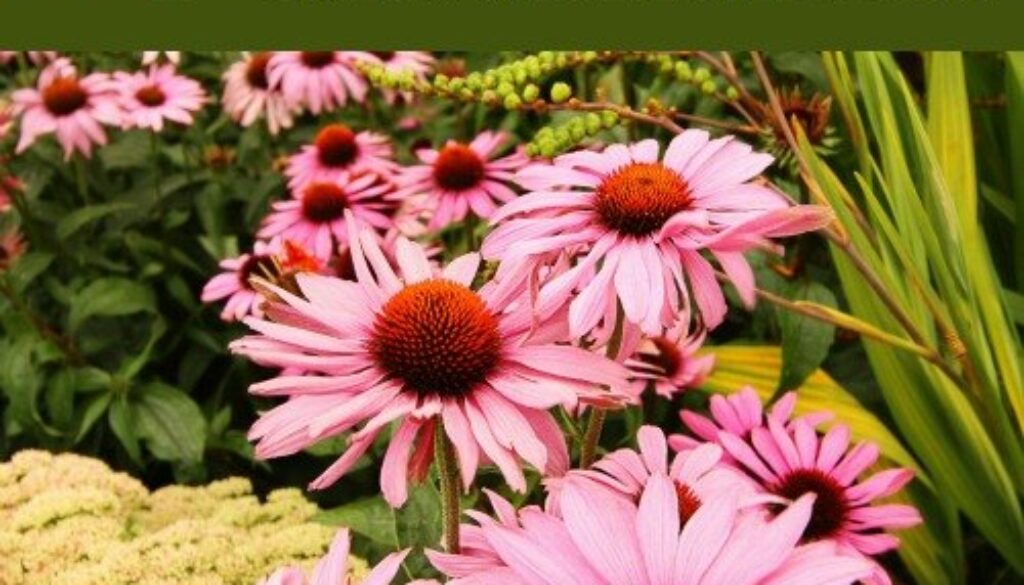 10-Medicinal-Plants-to-Cultivate-From-Seed
