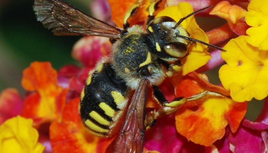 EPA-bees