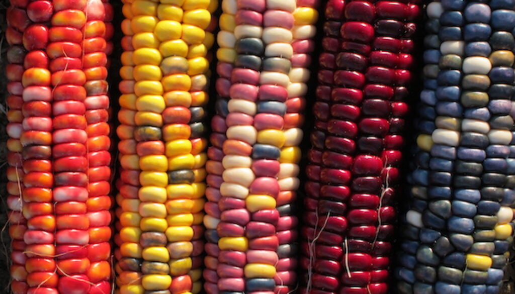Heirloom-Corn-Varieties