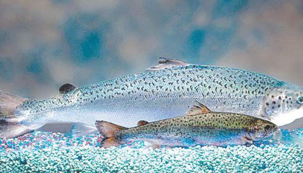 Salmon2