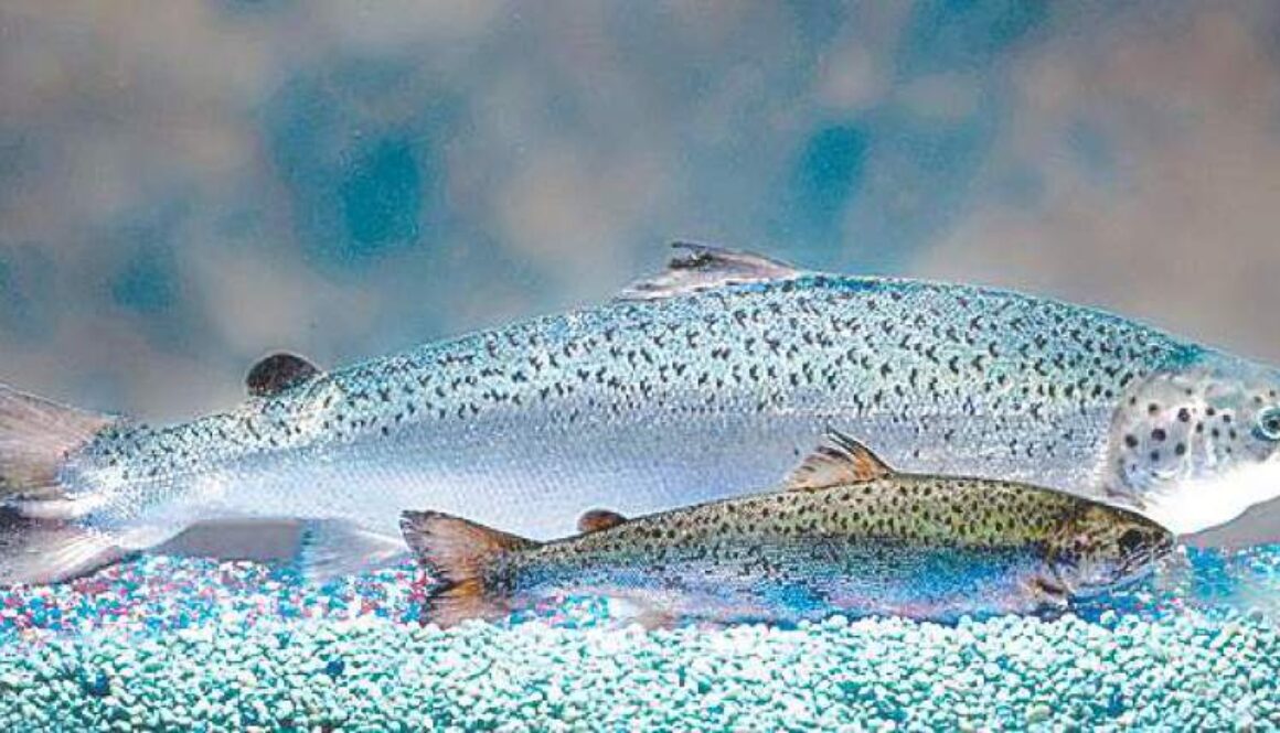 Salmon2