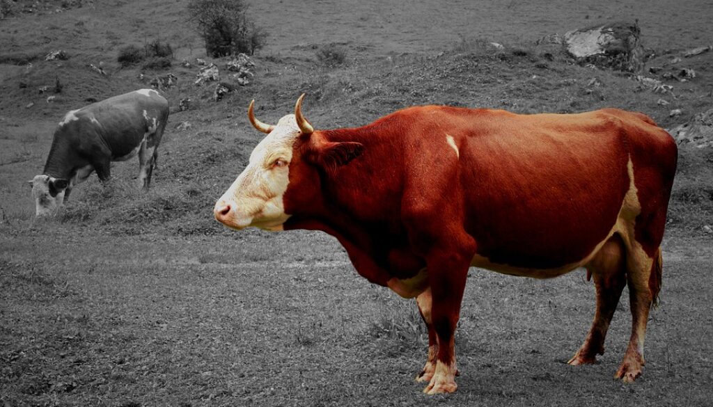 cow-944455_960_720