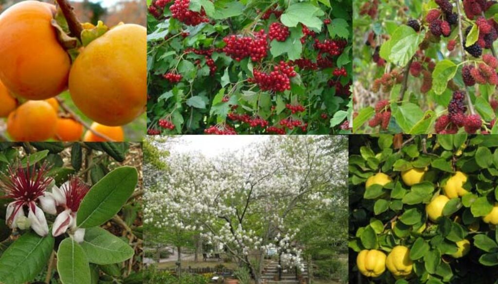 edible-landscape