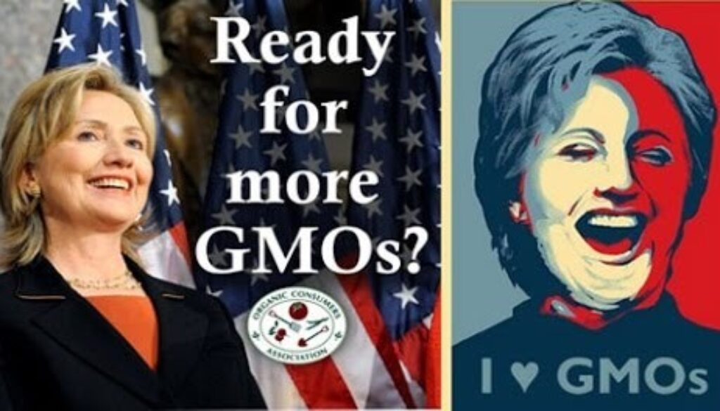 hillary-clinton-GMO-monsanto-480x264