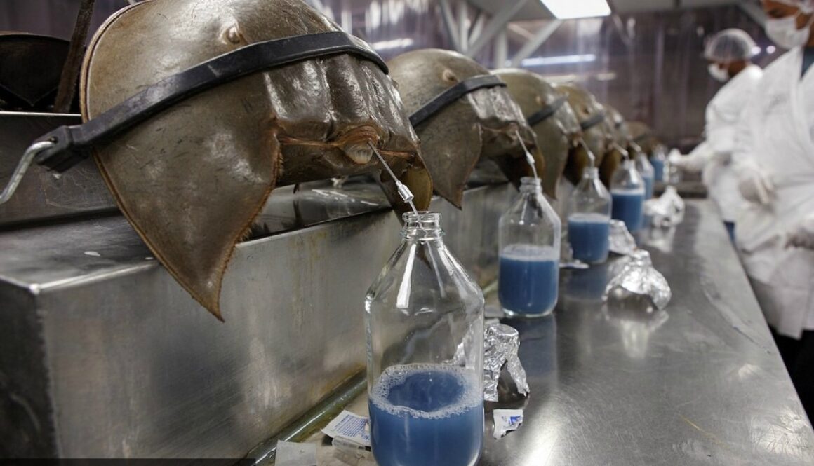 horseshoe crab vaccine