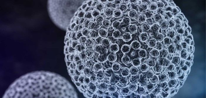 hpv-virus-web-702x336 hpv-virus-web-702x336
