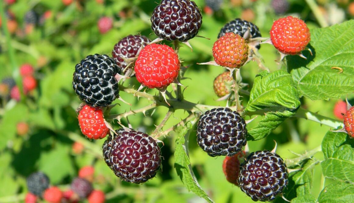 raspberry-841653_960_720