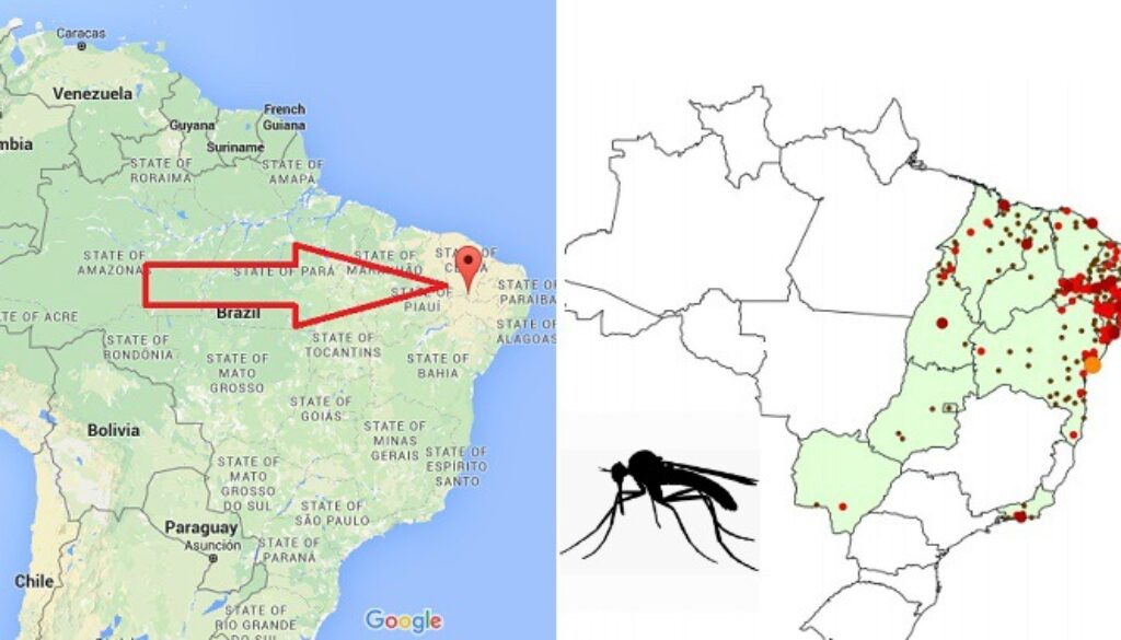 zika-virus-21