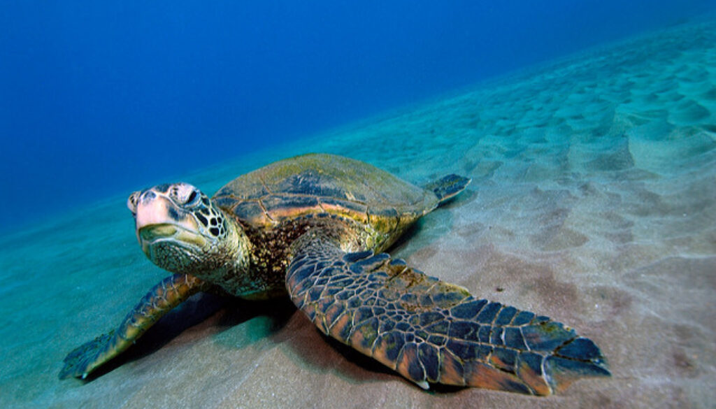 Green Sea Turtle