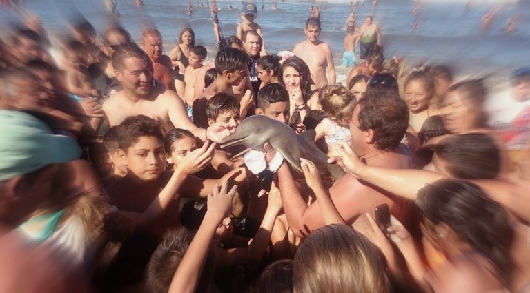 BabyDolphin_33-768x425 BabyDolphin_33-768x425