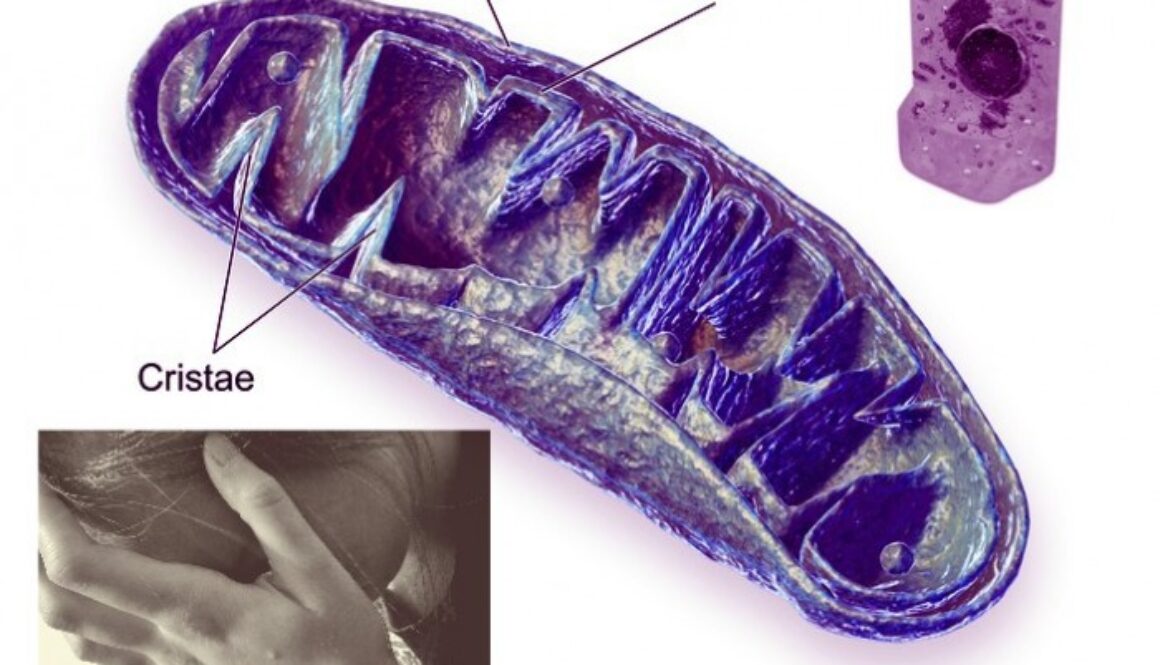 mitochondria1-700x595