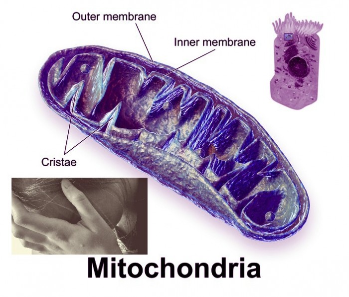 mitochondria1-700x595 mitochondria1-700x595