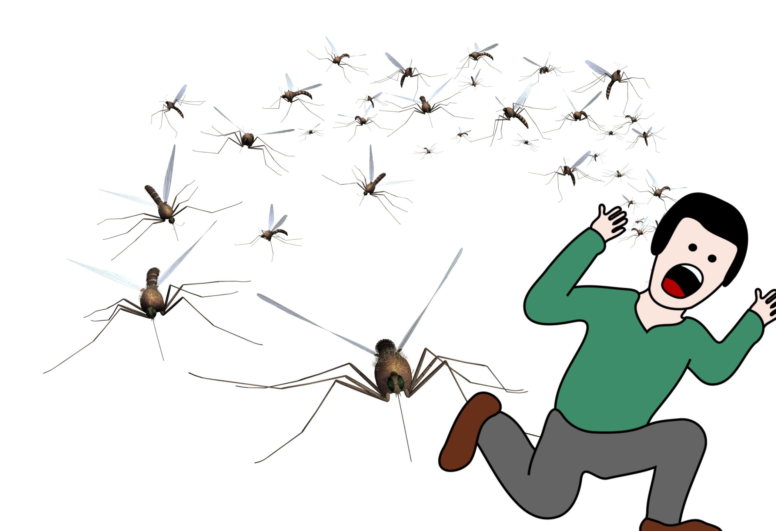 mosquito swarm mosquito swarm