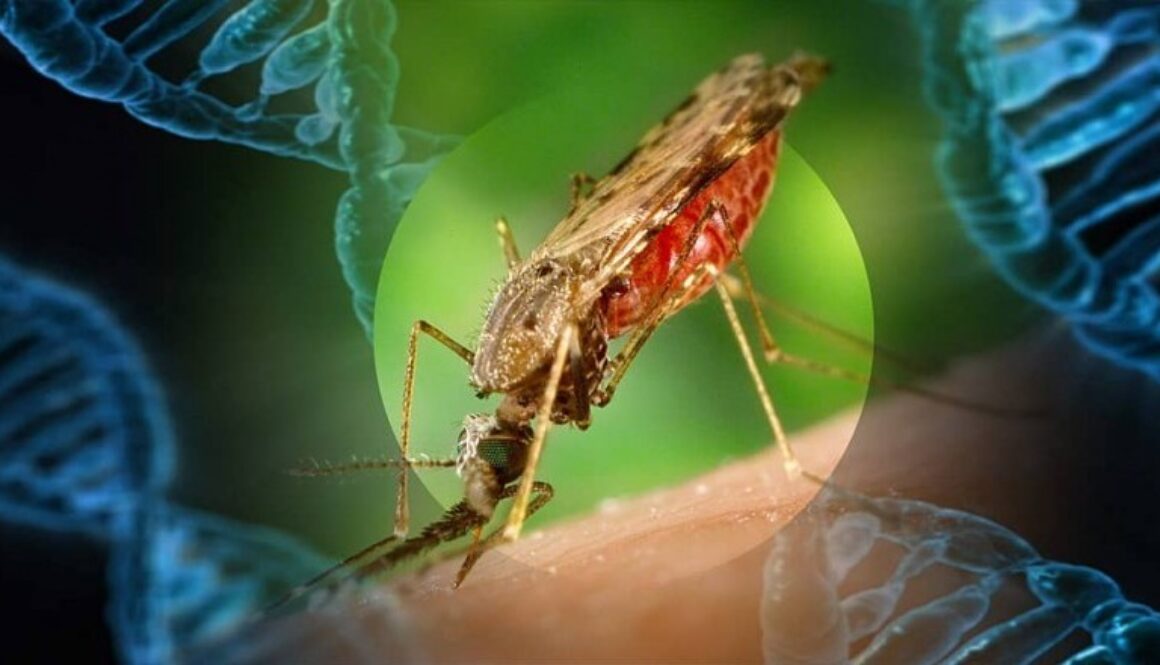 mosquito_gene-min-1024x441