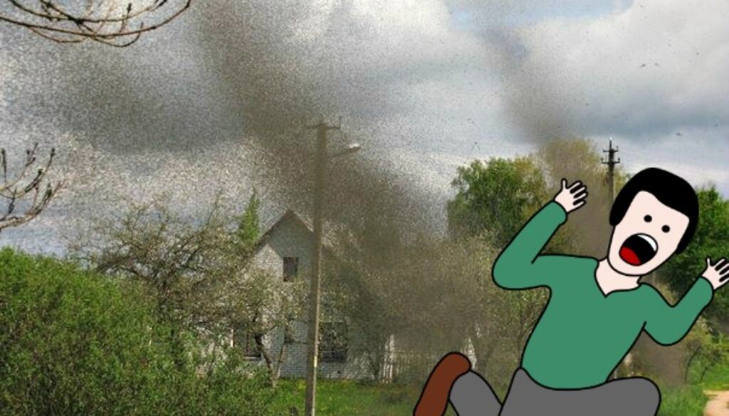 mosquitoes-13