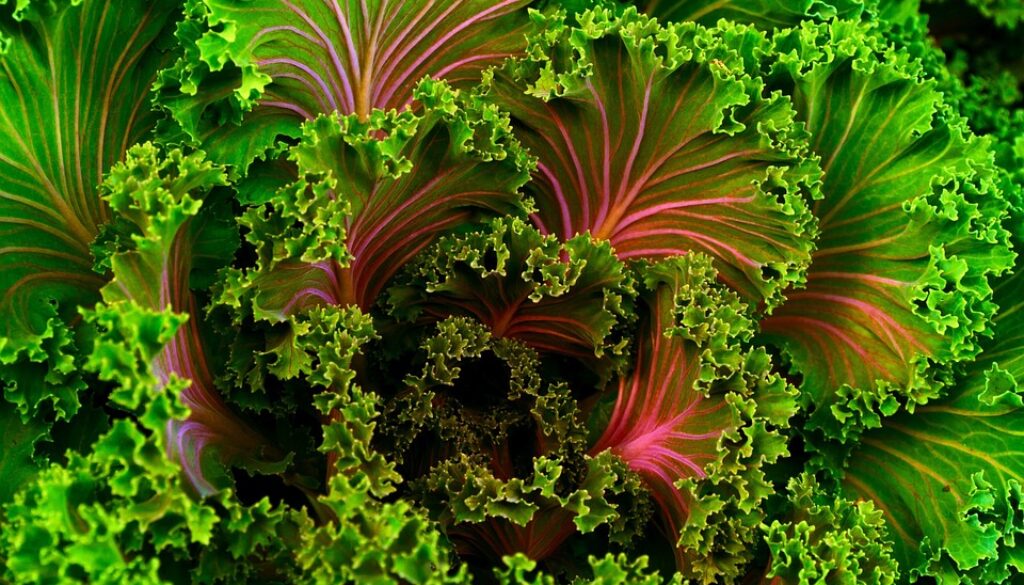 plant-690051_960_720