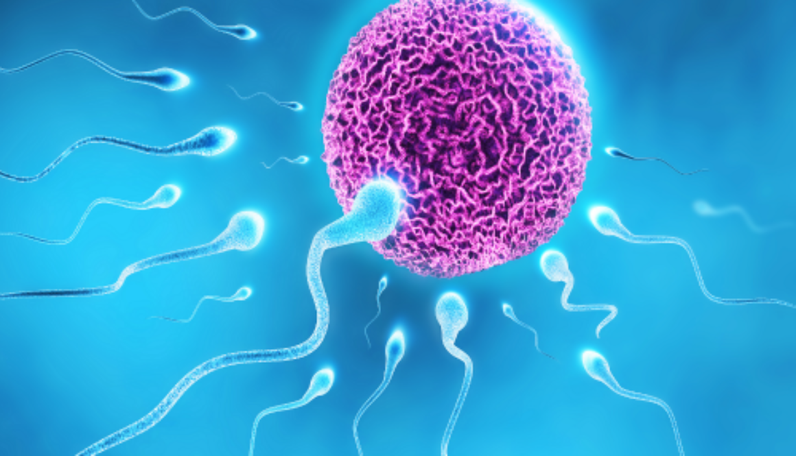 sperm-and-egg