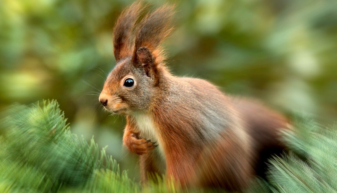 squirrel-619968_960_720