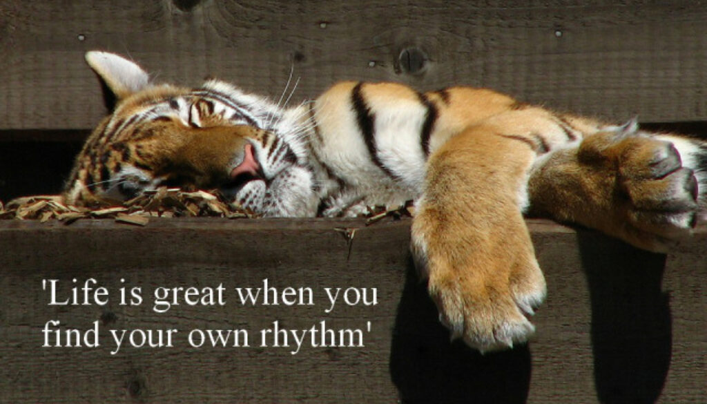 tiger