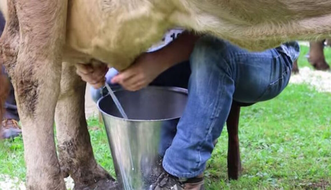 Milking-Coww