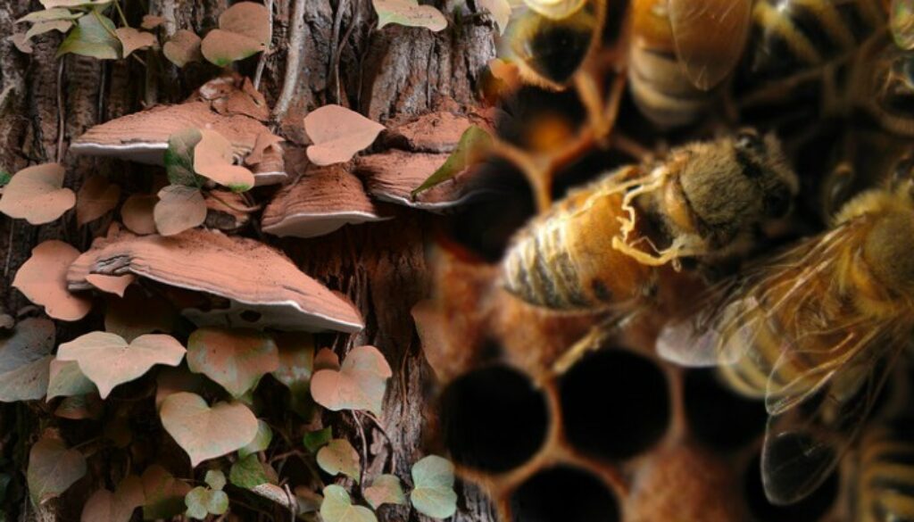 Mushroom_Bees