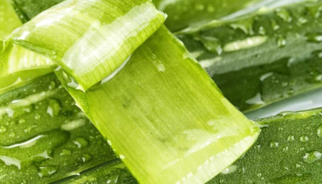 aloe-vera-web-702x336