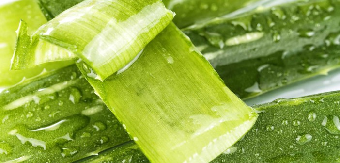 aloe-vera-web-702x336 aloe-vera-web-702x336