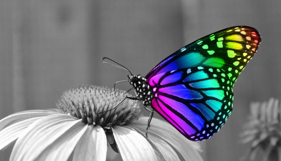 butterfly-286280_960_720