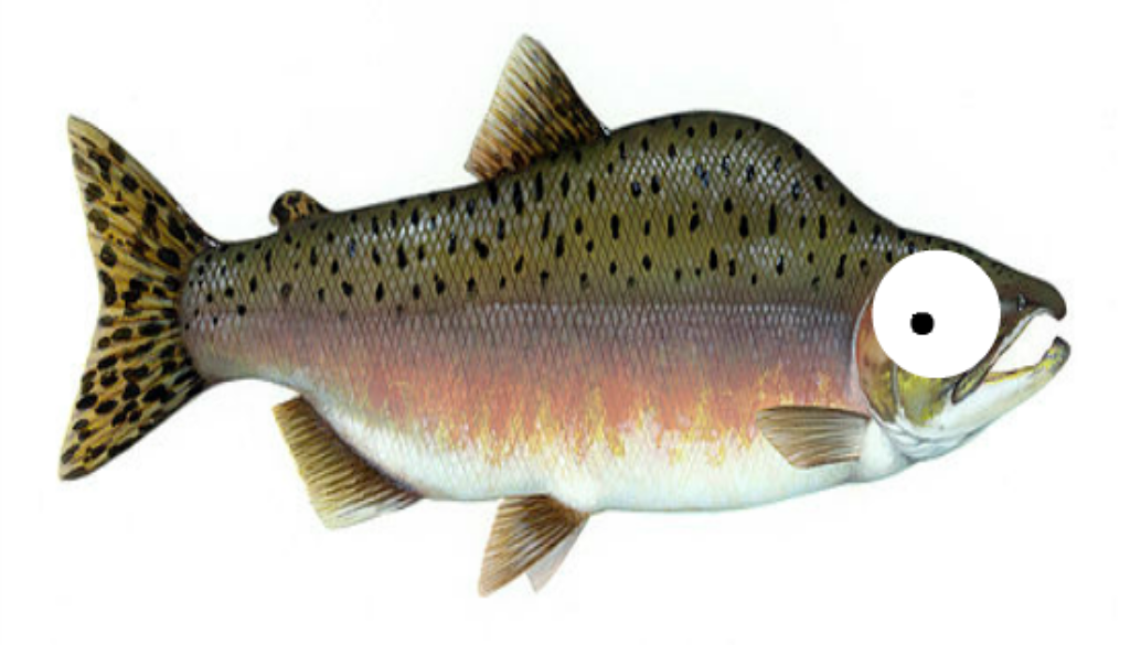 freakedoutsalmon